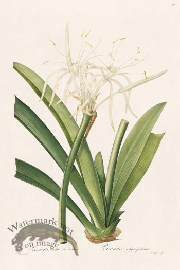 Les Liliacees Redoute 358